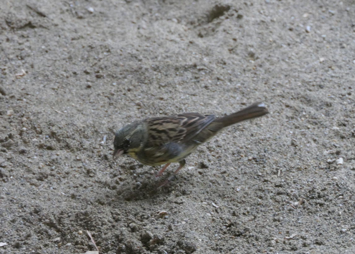 Masked Bunting (Emberiza personata)