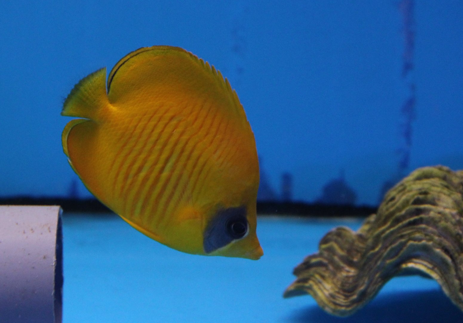 Masked butterflyfish - Chaetodon semilarvatus