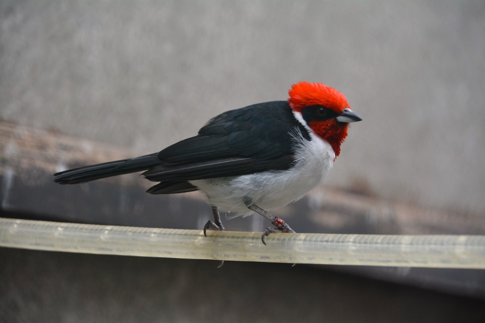 Masked cardinal (Paroaria nigrogenis)