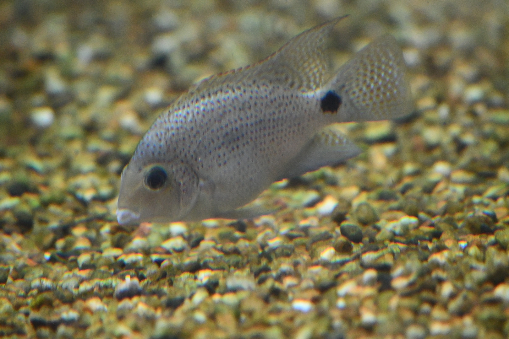Masked cichlid