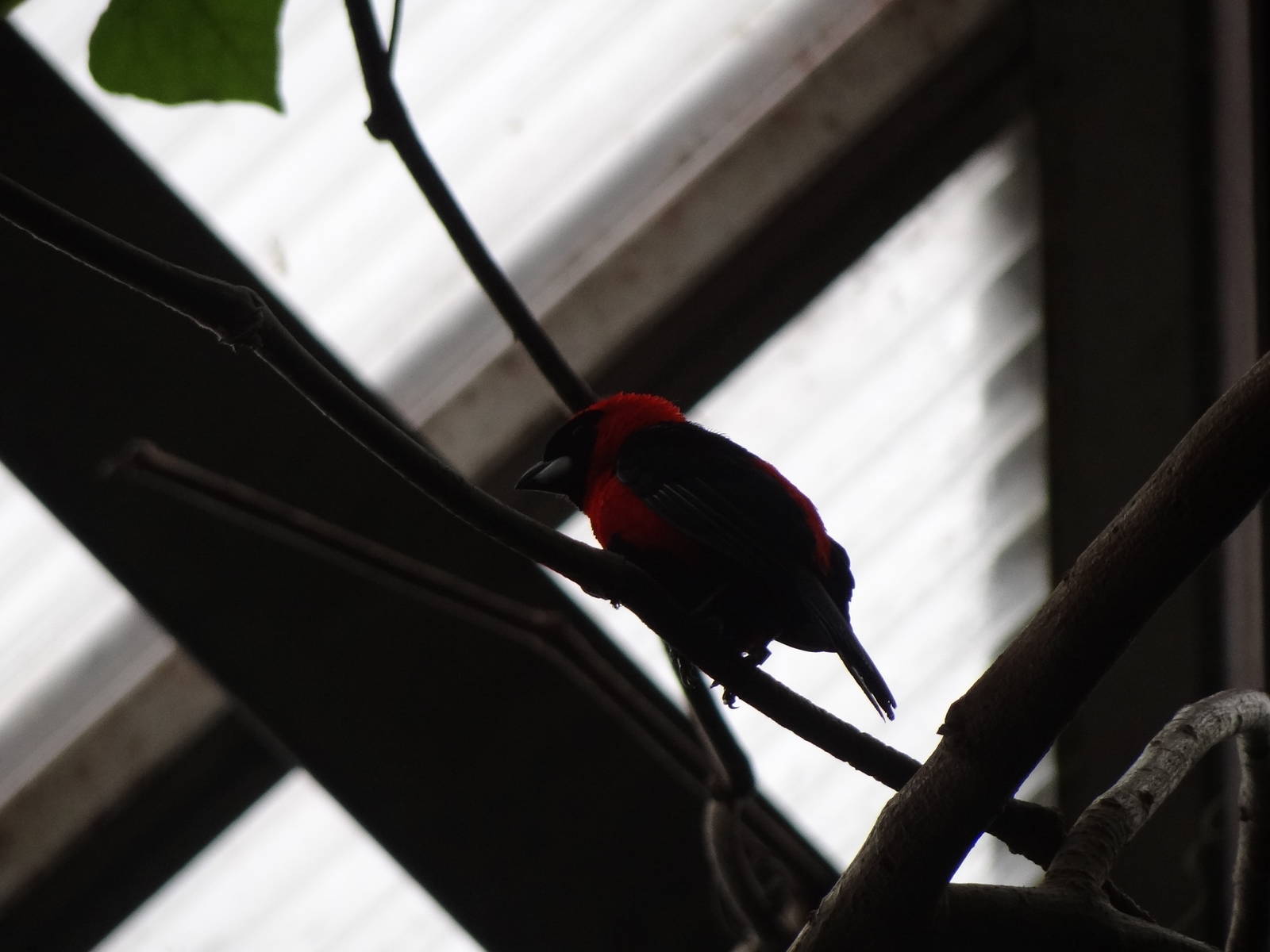 Masked crimson tanager