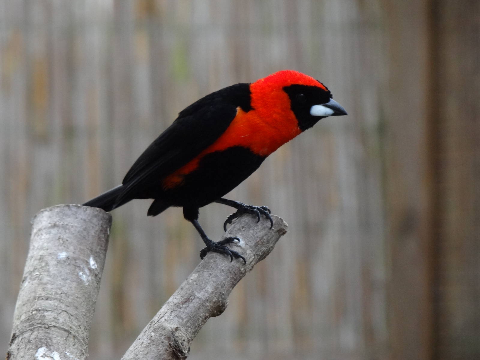 Masked crimson tanager