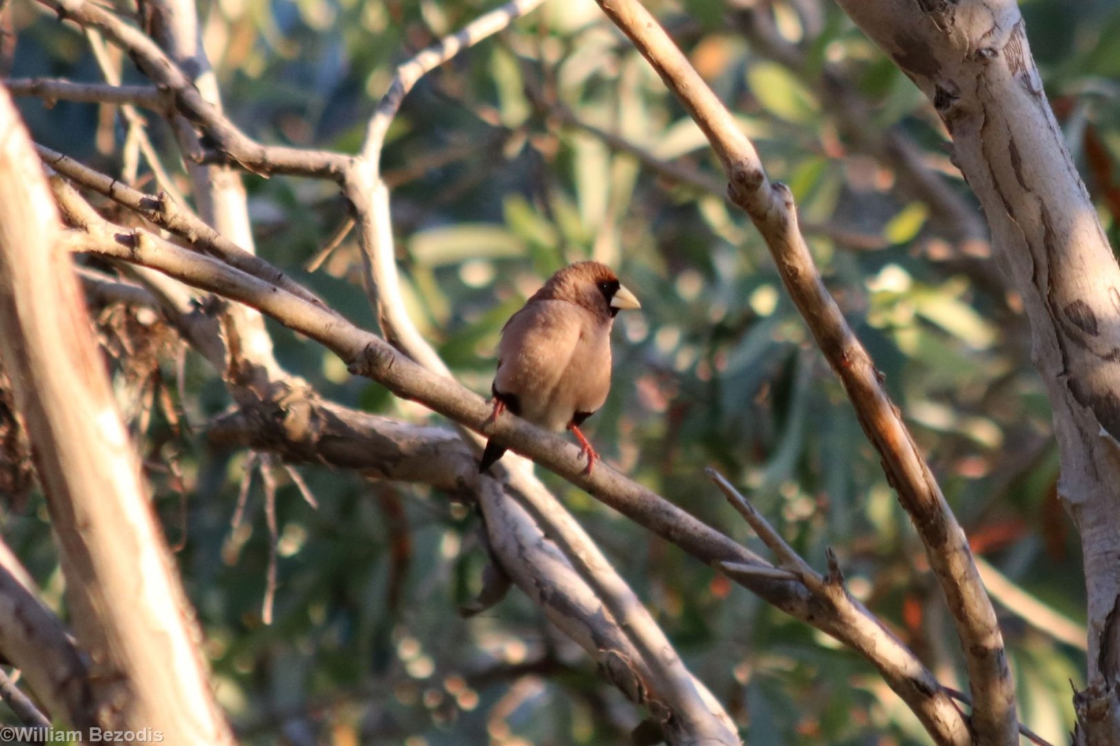 Masked Finch - Fergusson River