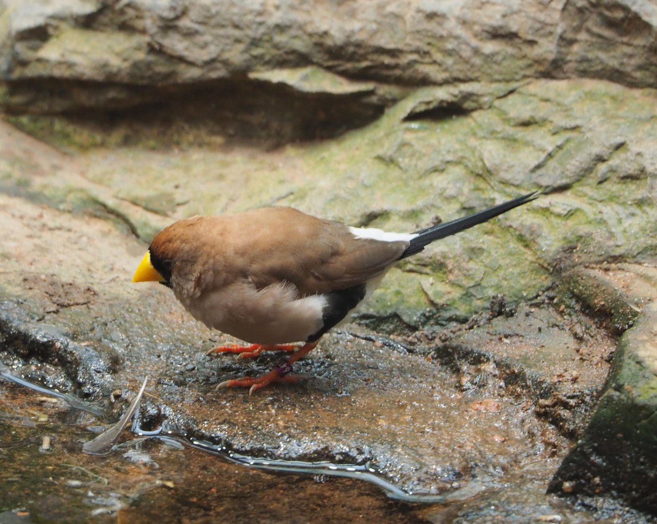 Masked finch (Poephila personata), 2022-05-26