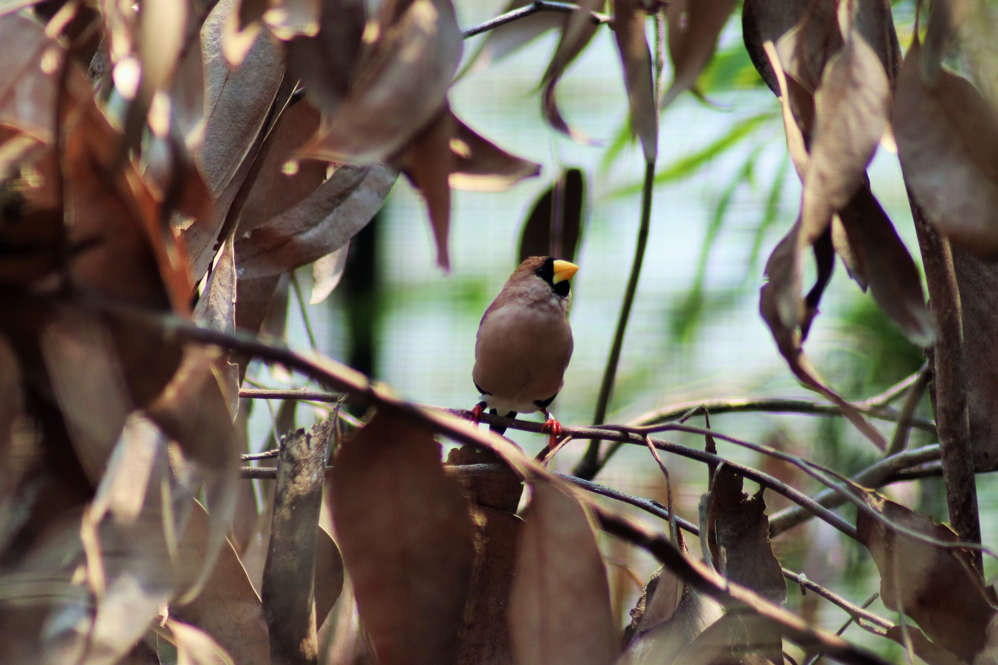 Masked Finch (Poephila personata)