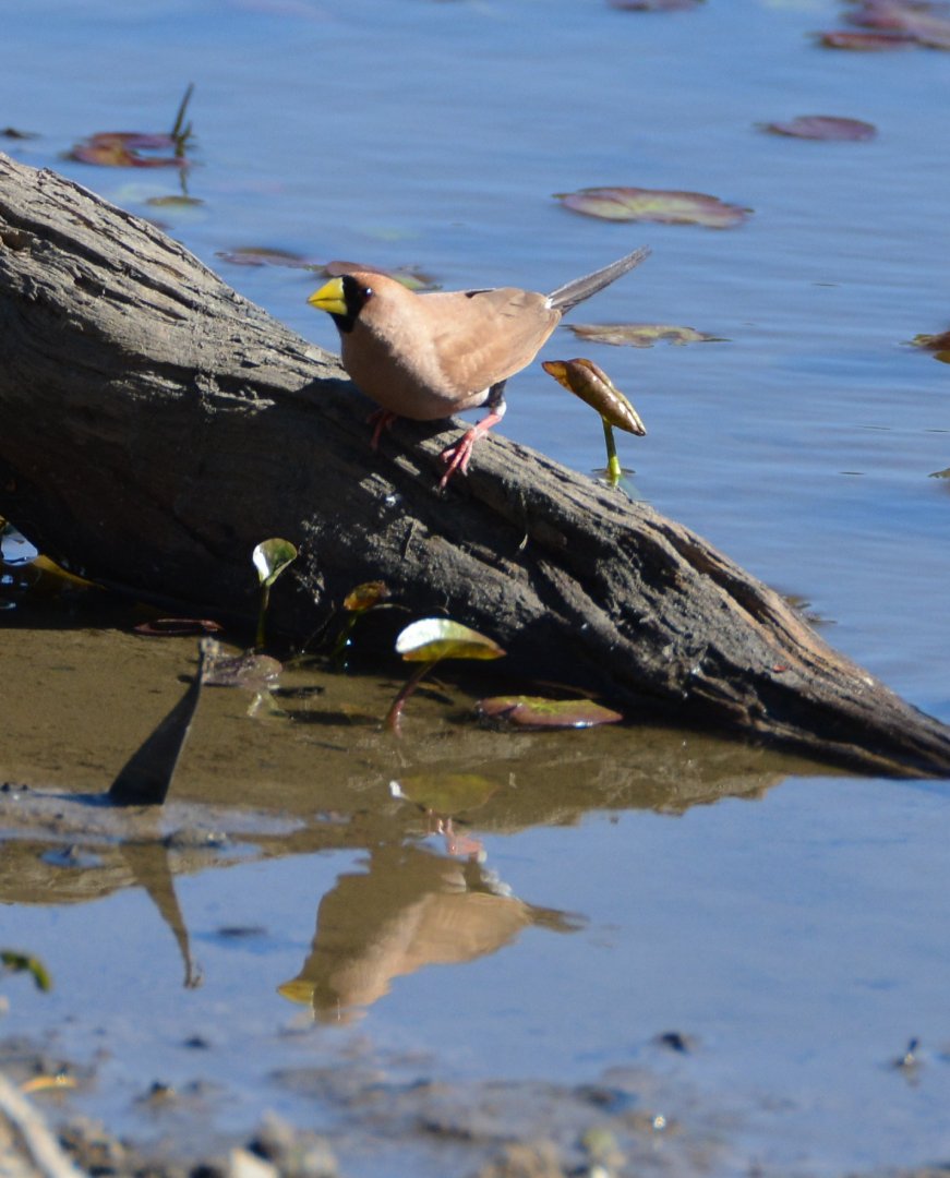 Masked finch