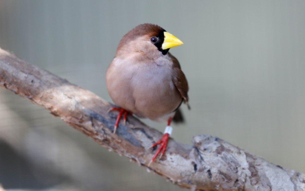 Masked Finch