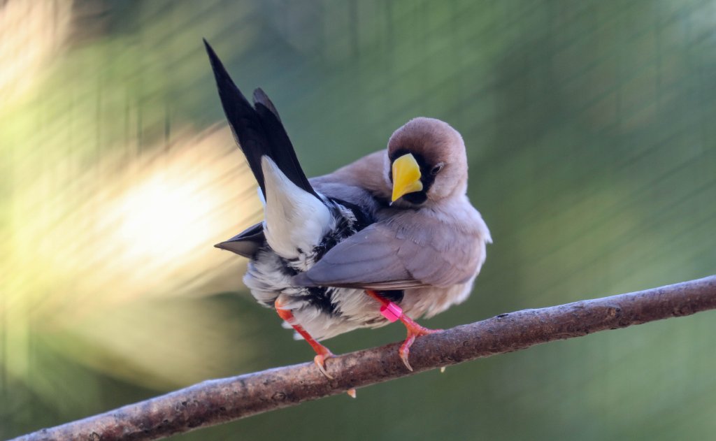 Masked Finch