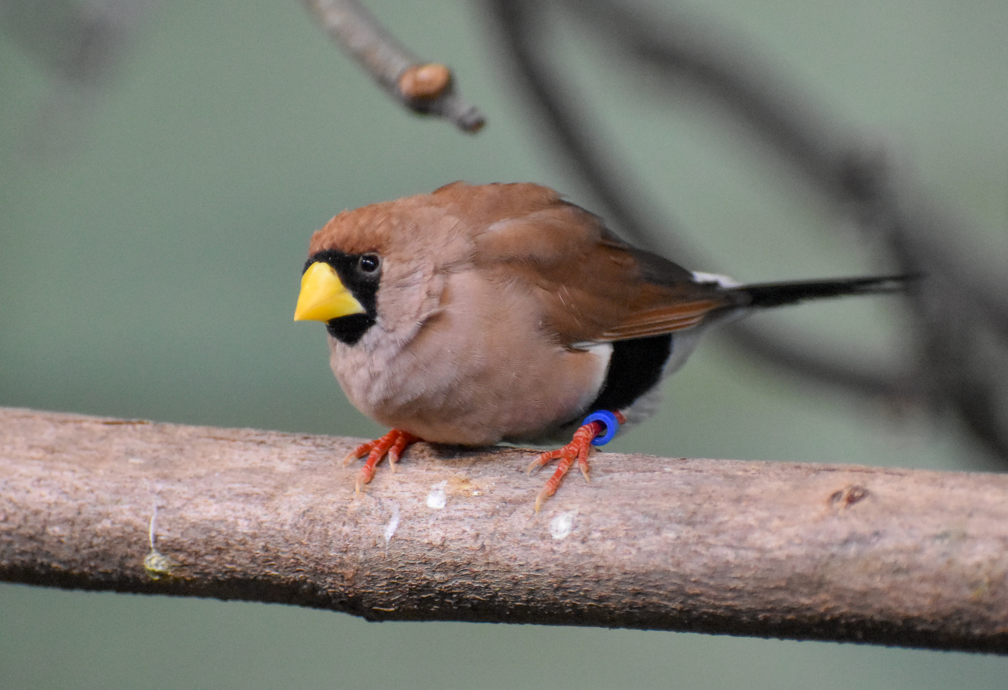 Masked Finch