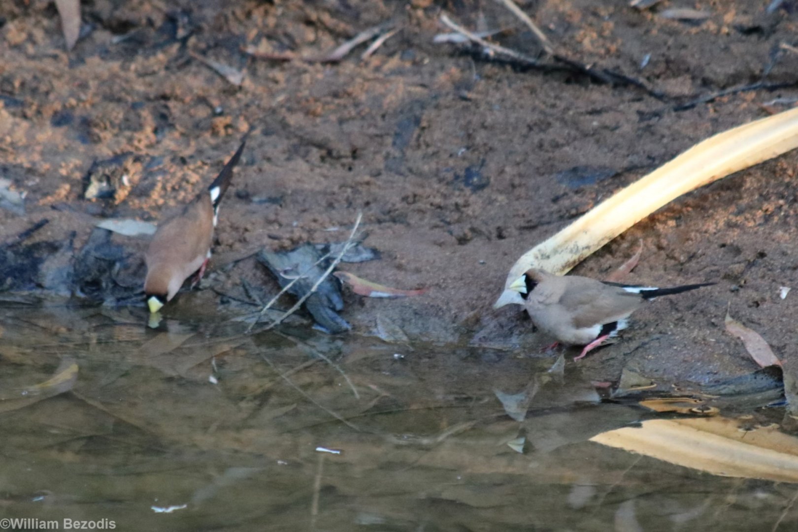 Masked Finches - Fergusson River
