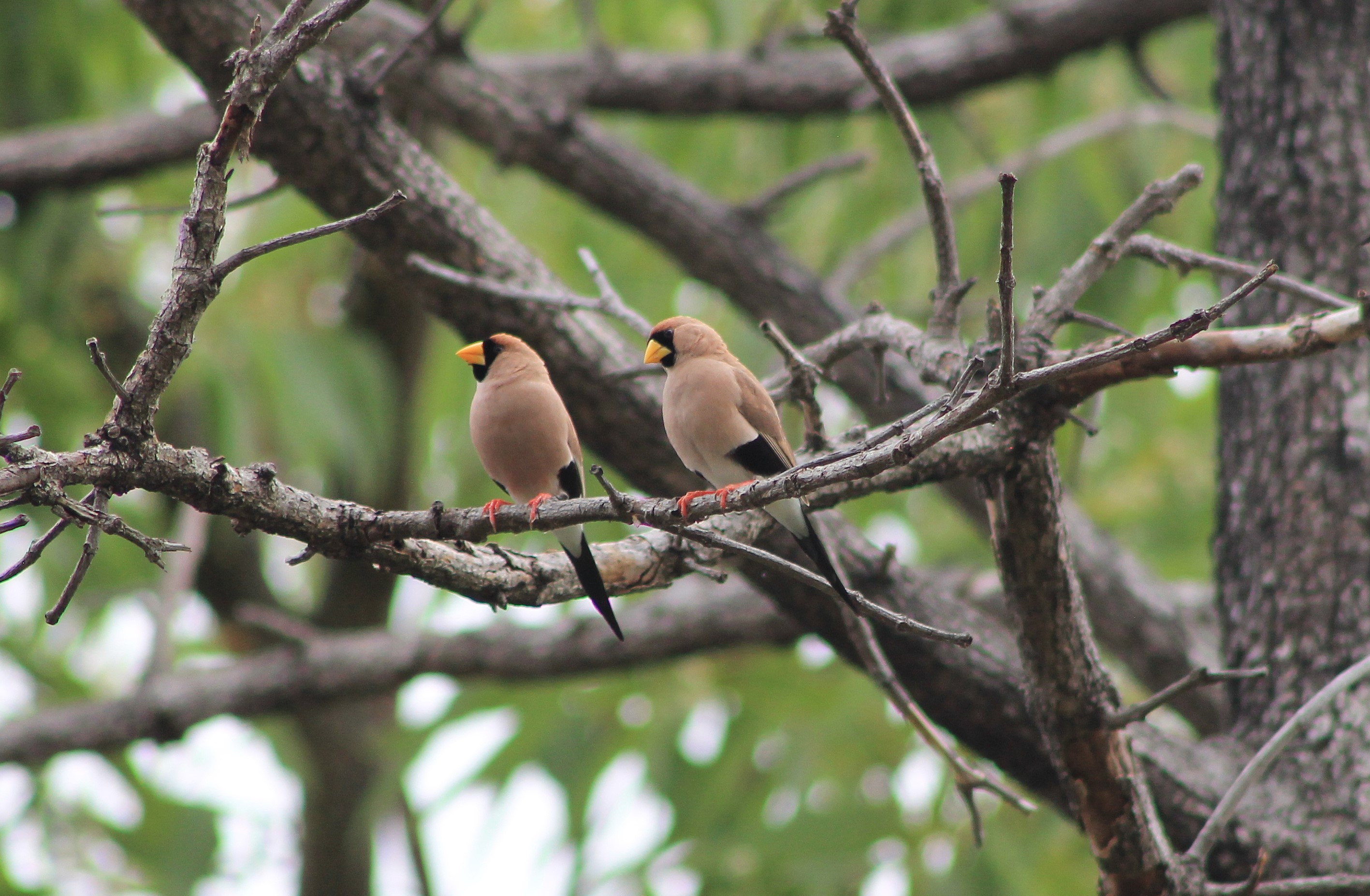 Masked Finches (Poephila personata)