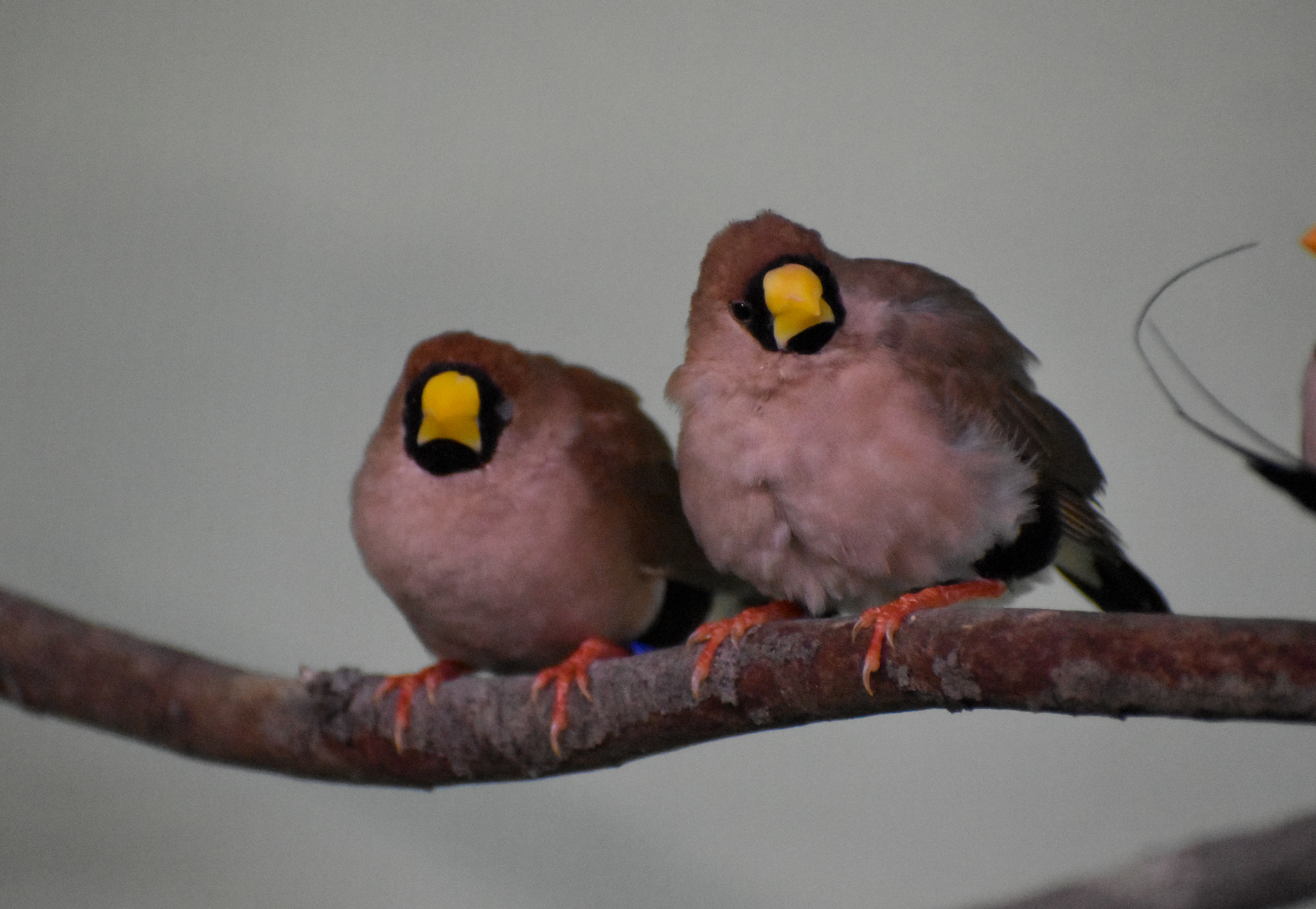 Masked Finches