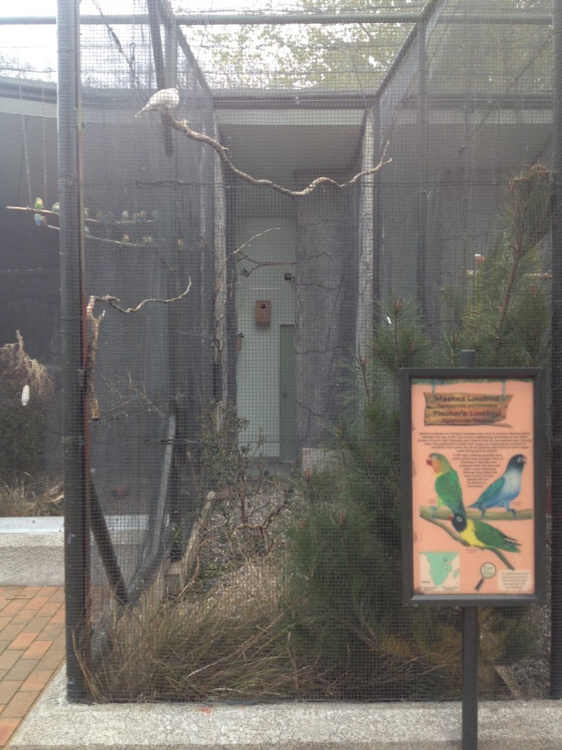 Masked & Fischer's Lovebird exhibit