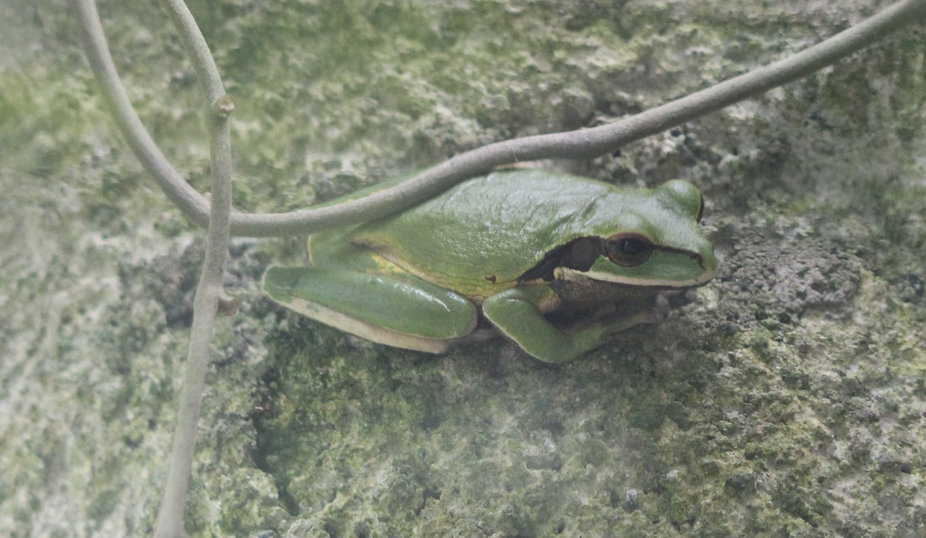 Masked Frog