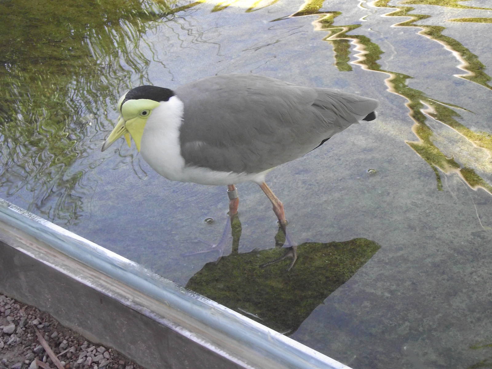 masked lapwing? 140911