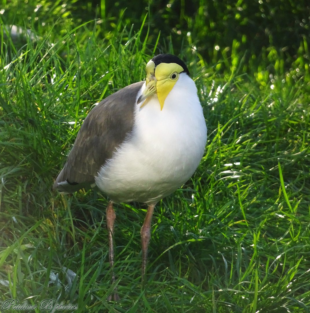 Masked Lapwing 16 November 2025