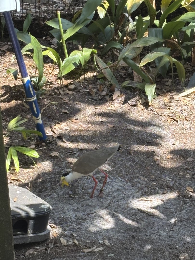 Masked Lapwing - 5/27/2025