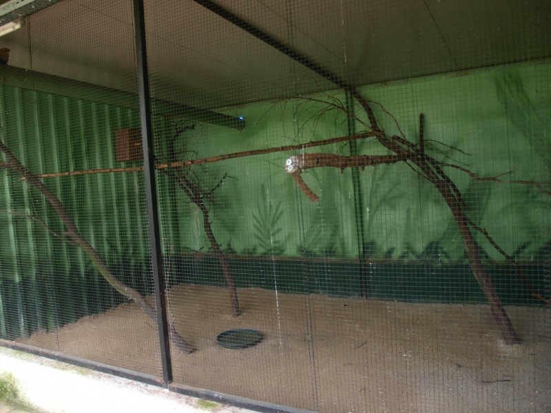 Masked lapwing and blue-bellied roller cage (April 19th, 2015)