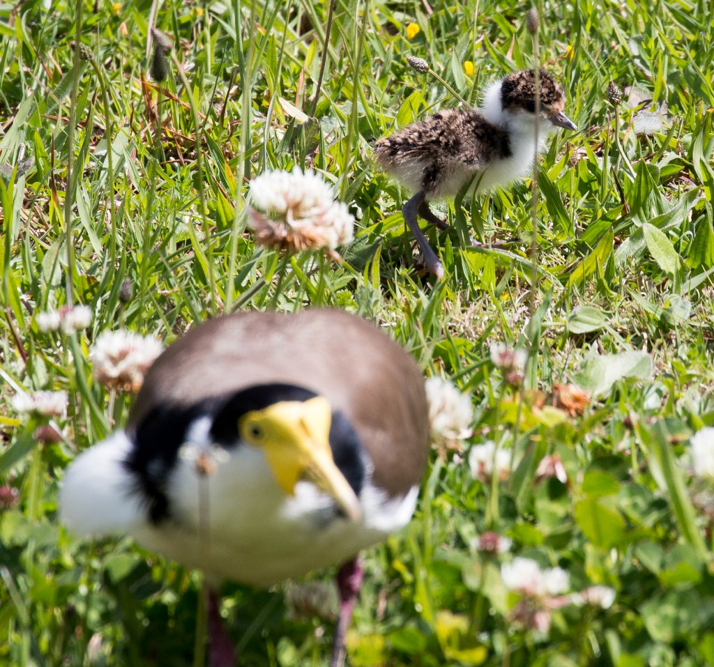 Masked Lapwing and chick