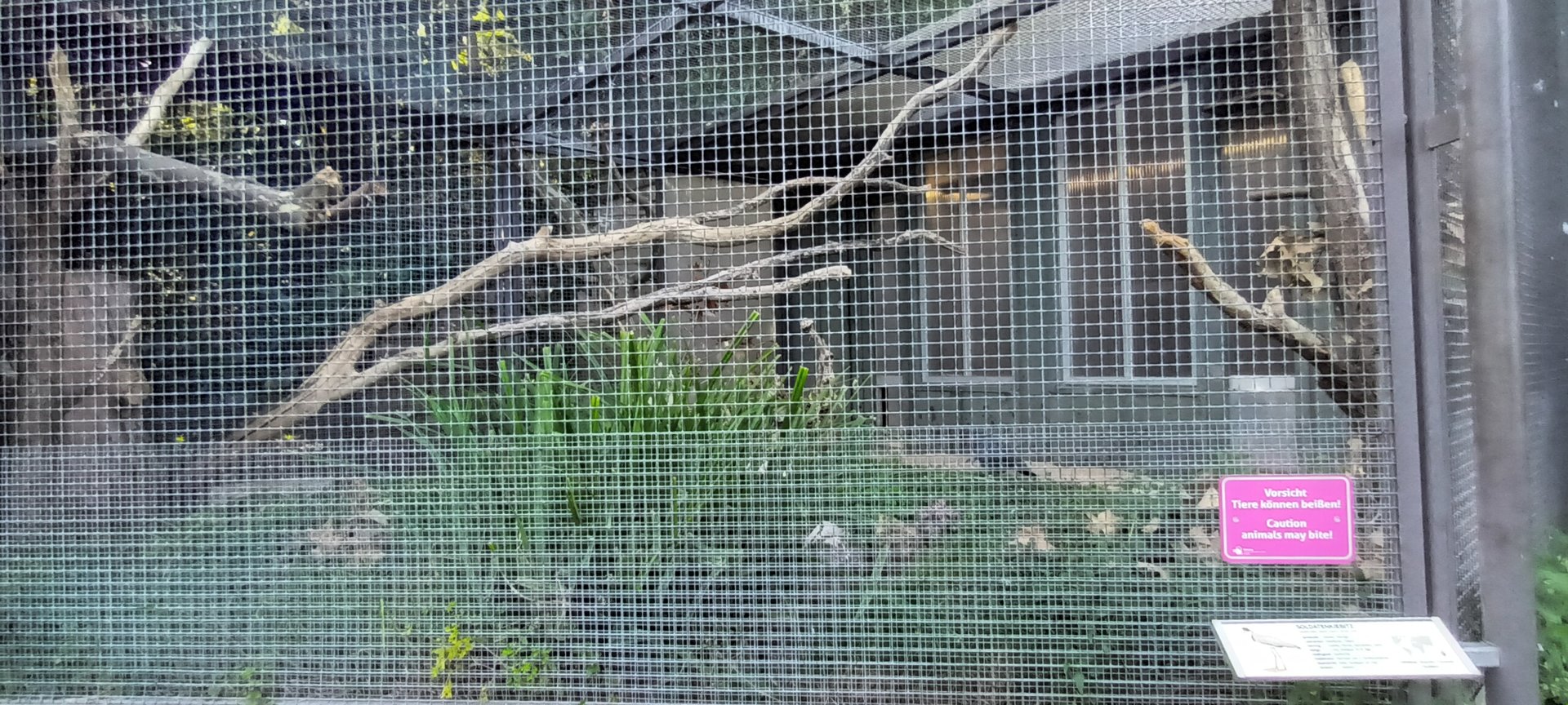 Masked Lapwing and Palm Cockatoo Aviary