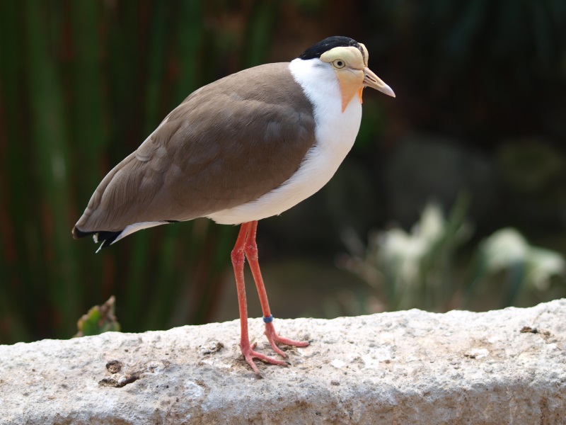 Masked lapwing (April 19th, 2015)