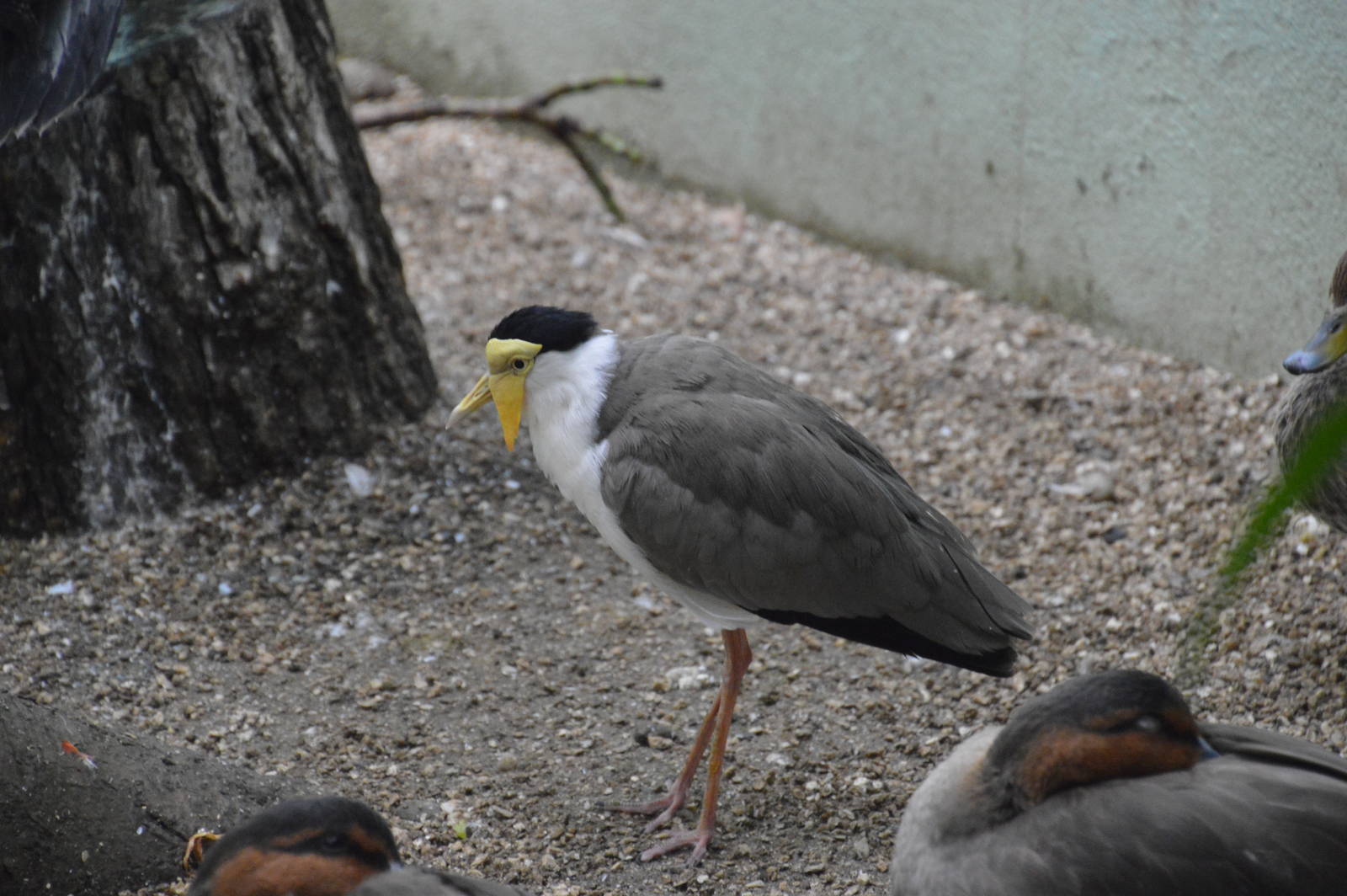 Masked Lapwing - Aquatic Birds House 031215