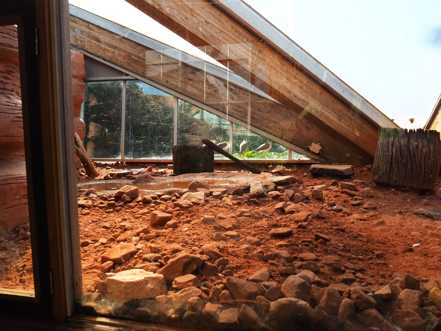 Masked lapwing area underneath the roof structure (Sep 2nd, 2018)