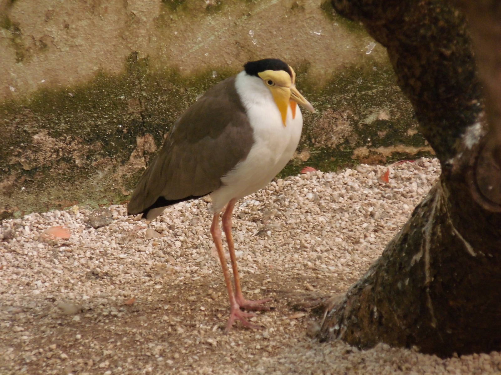 Masked Lapwing at Bronx zoo 2014-12-27