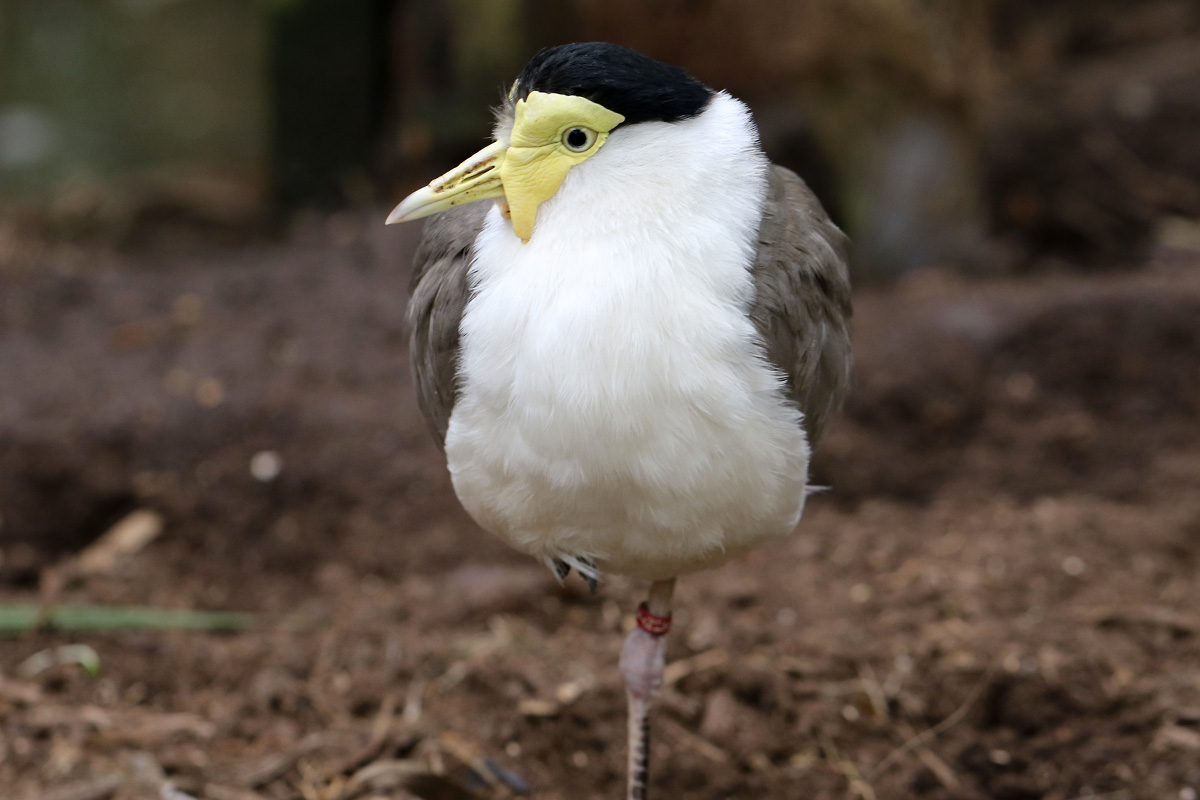 Masked Lapwing at Bugtopia the Zoo Rutland 16/3/2019