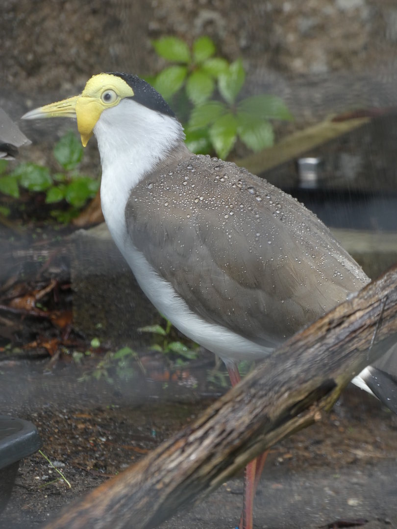 Masked Lapwing at the Greensboro Science Center