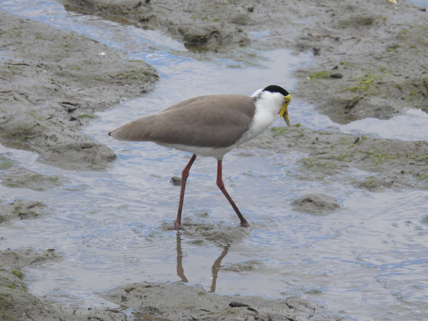 Masked Lapwing - Cairns Esplanade (Cairns)