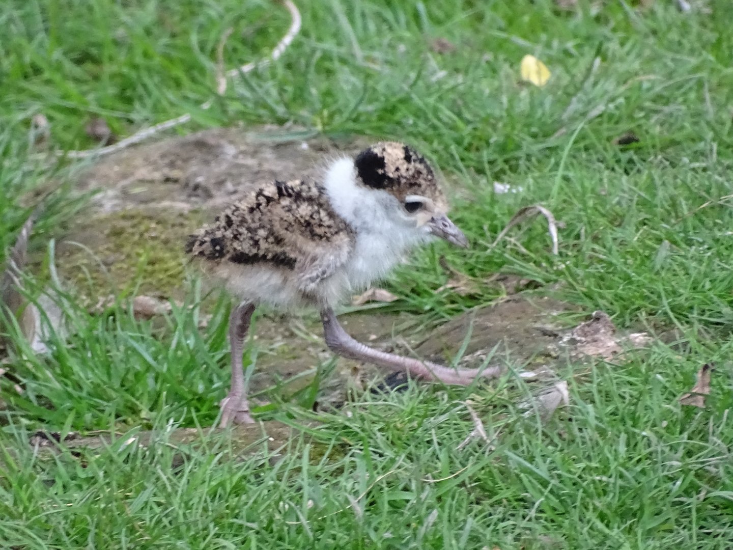Masked Lapwing chick, 29th June 2024