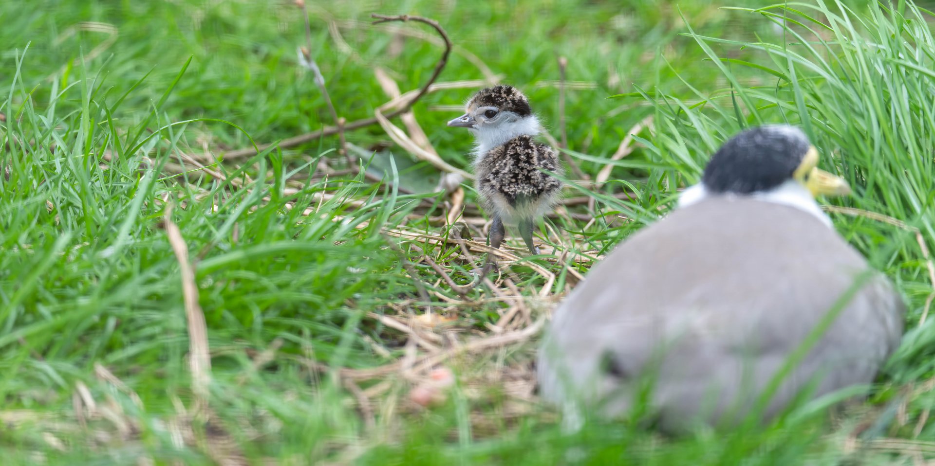 Masked Lapwing Chick, CWP, UK