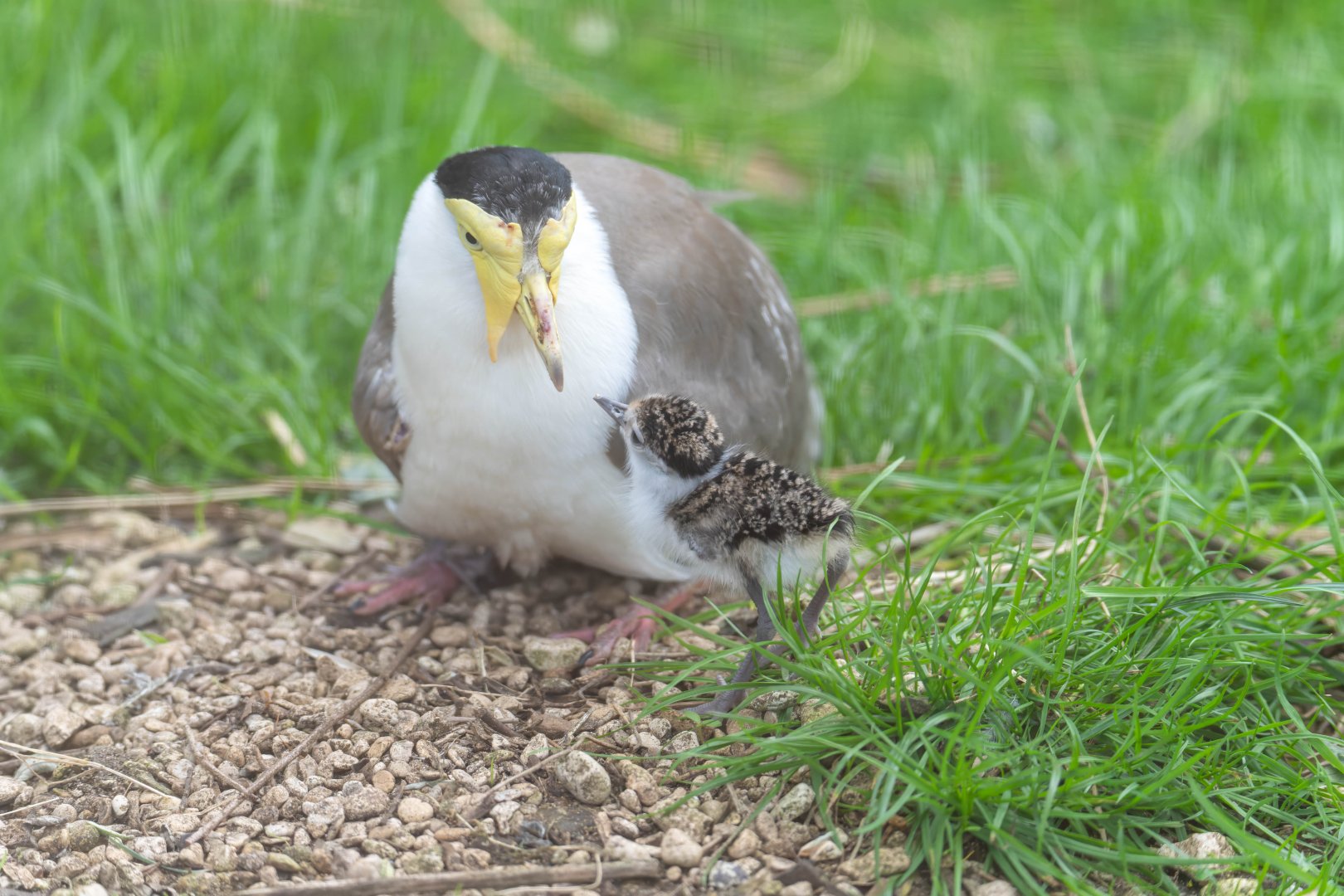 Masked Lapwing Chick, CWP, UK