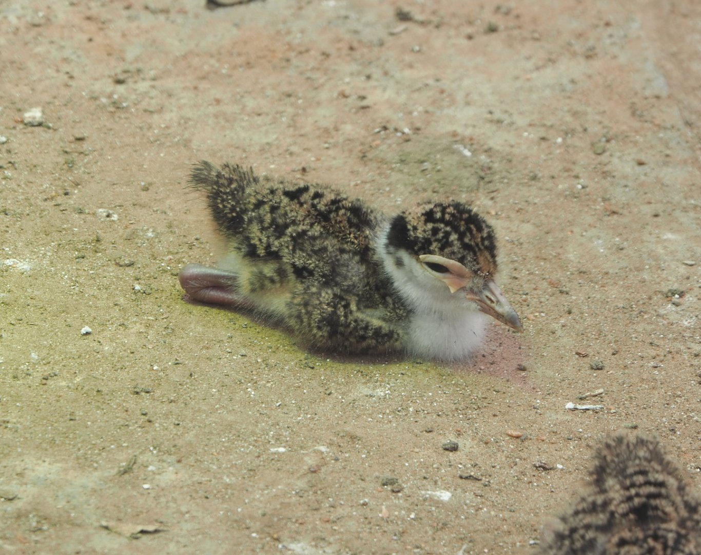 Masked lapwing chick (Vanellus miles miles), 2021-06-15