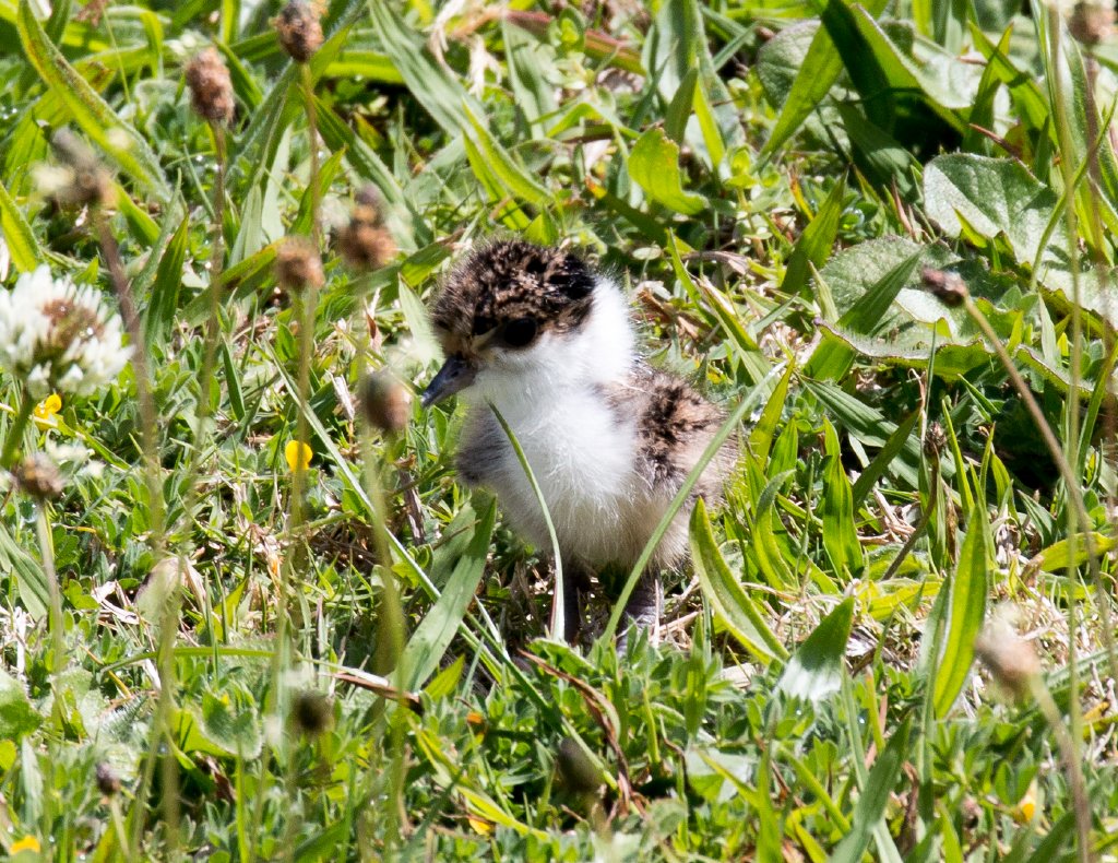 Masked Lapwing Chick.
