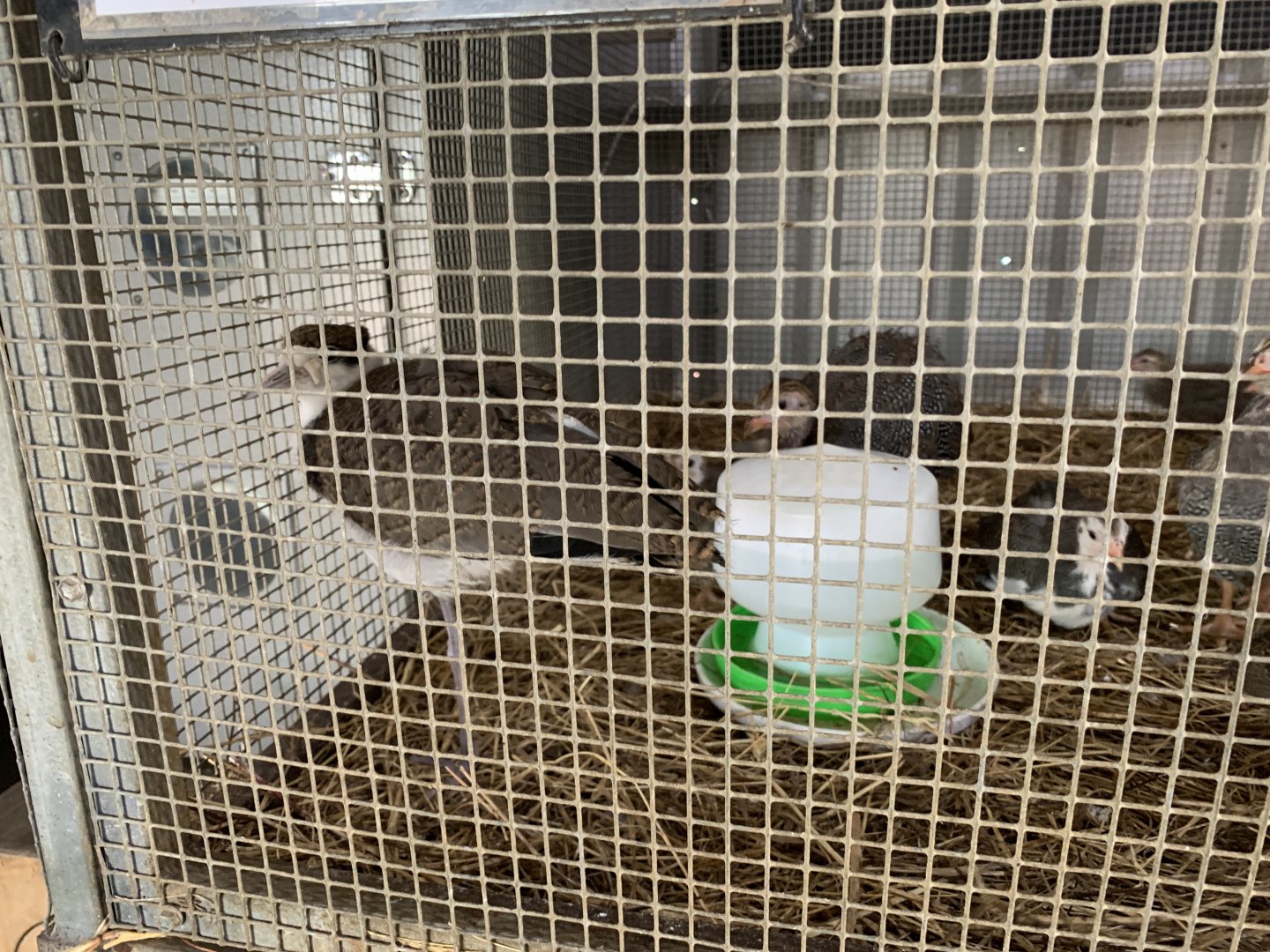 Masked Lapwing Chick