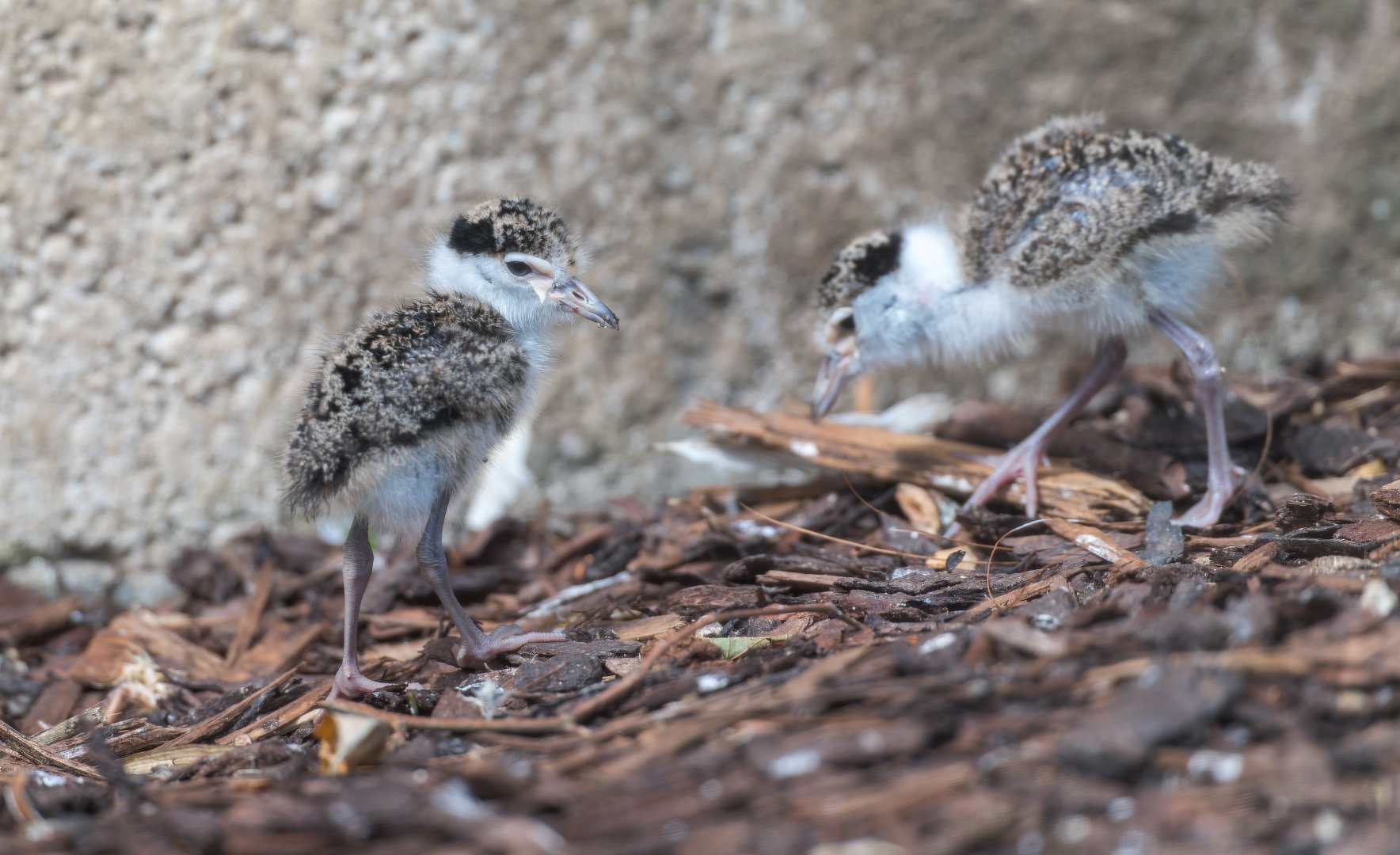Masked Lapwing chicks, CWP, UK