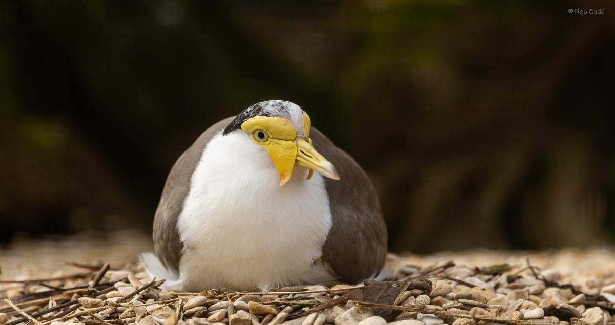 Masked lapwing : Cotswold WP : 14 Mar 2025