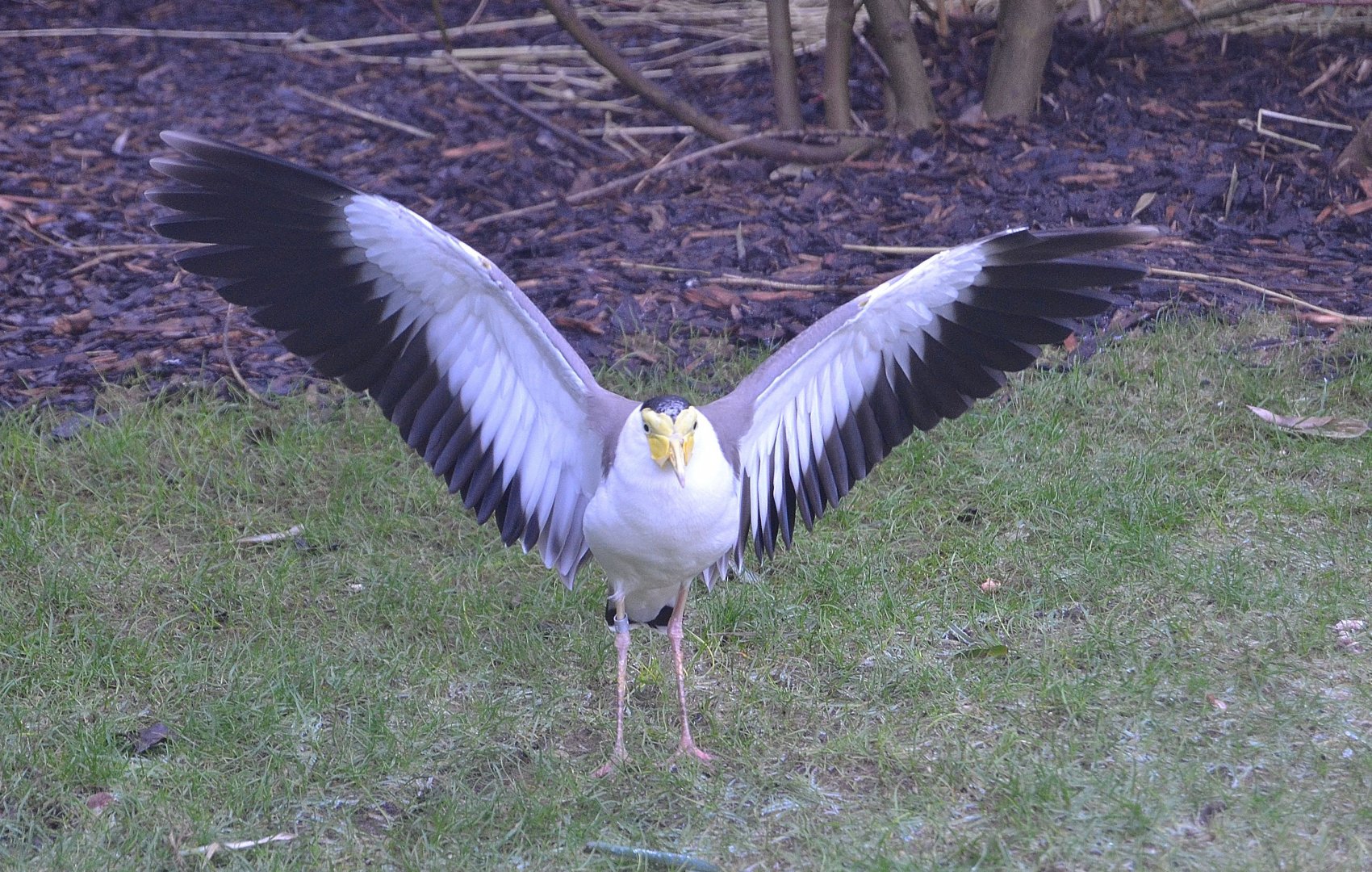 Masked Lapwing - December 2014