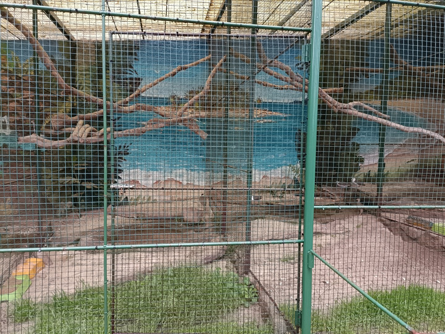 Masked lapwing exhibit - Avifauna Lugo