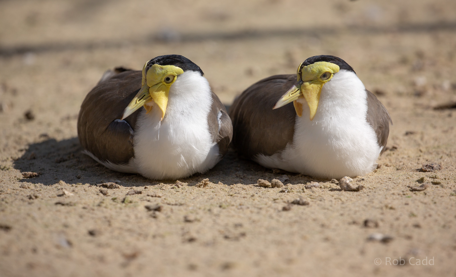 Masked lapwing : Hamerton : 02 Sep 2018