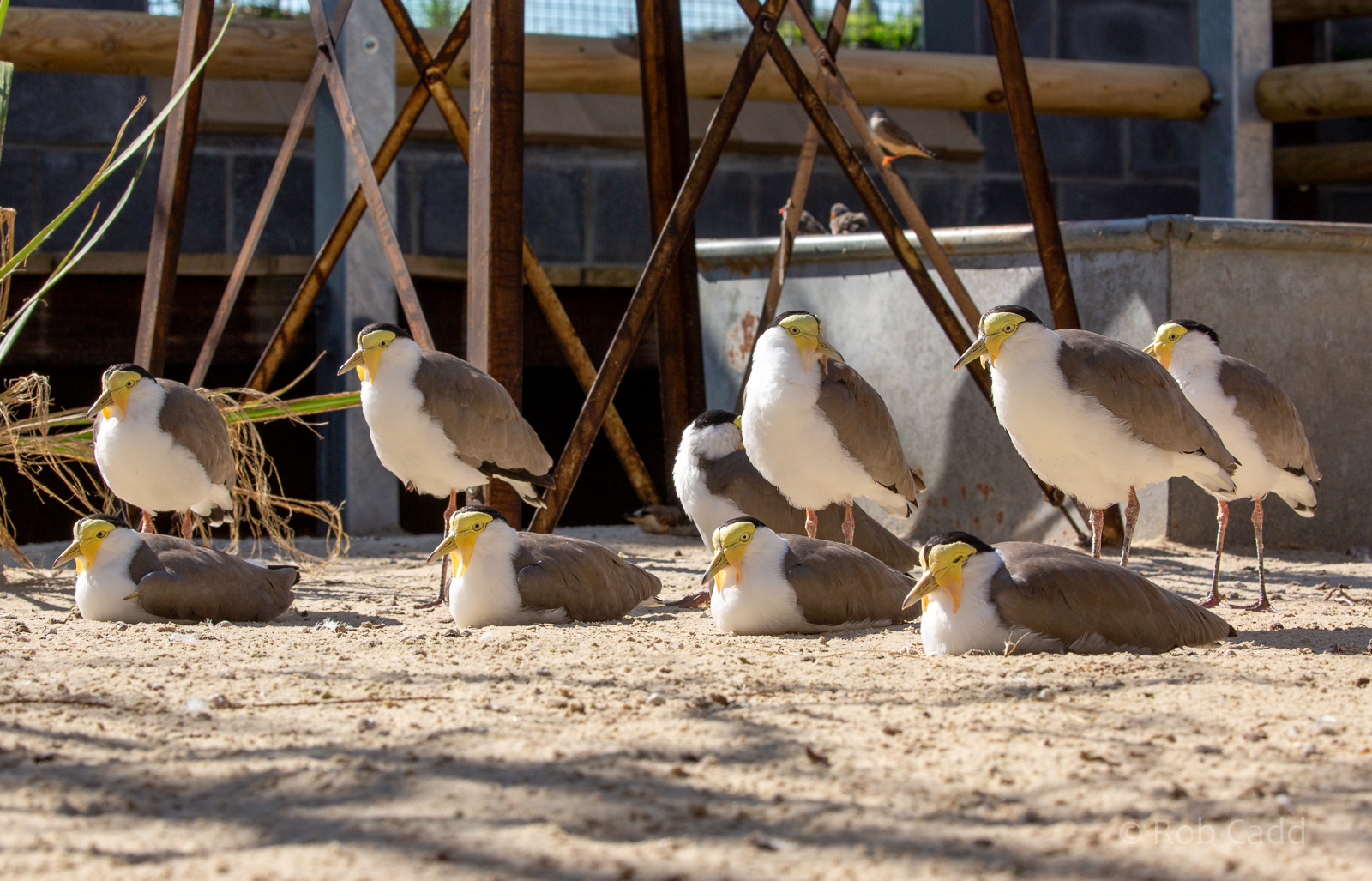 Masked lapwing : Hamerton : 02 Sep 2018