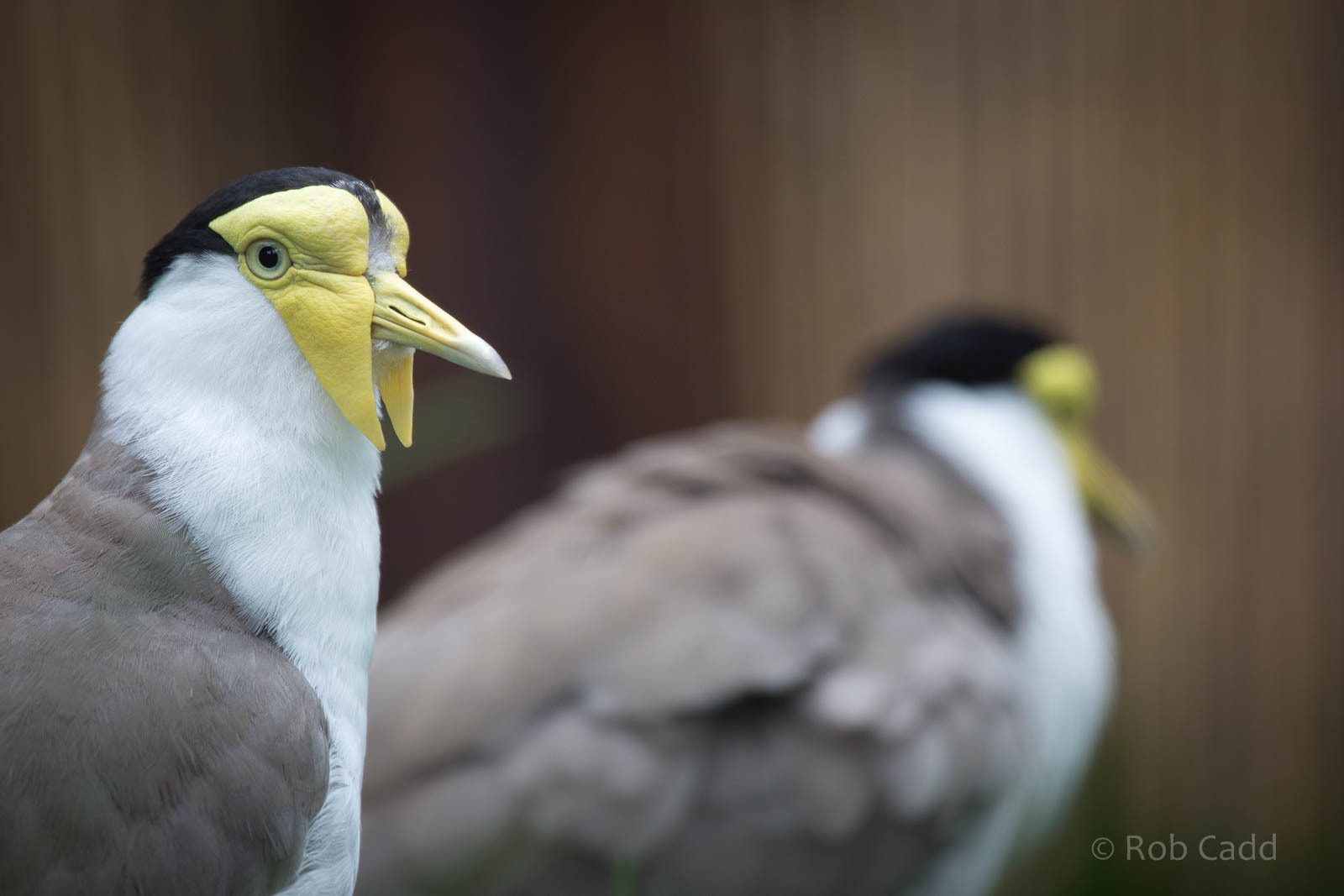 Masked lapwing : Hamerton : 05 Sep 2014