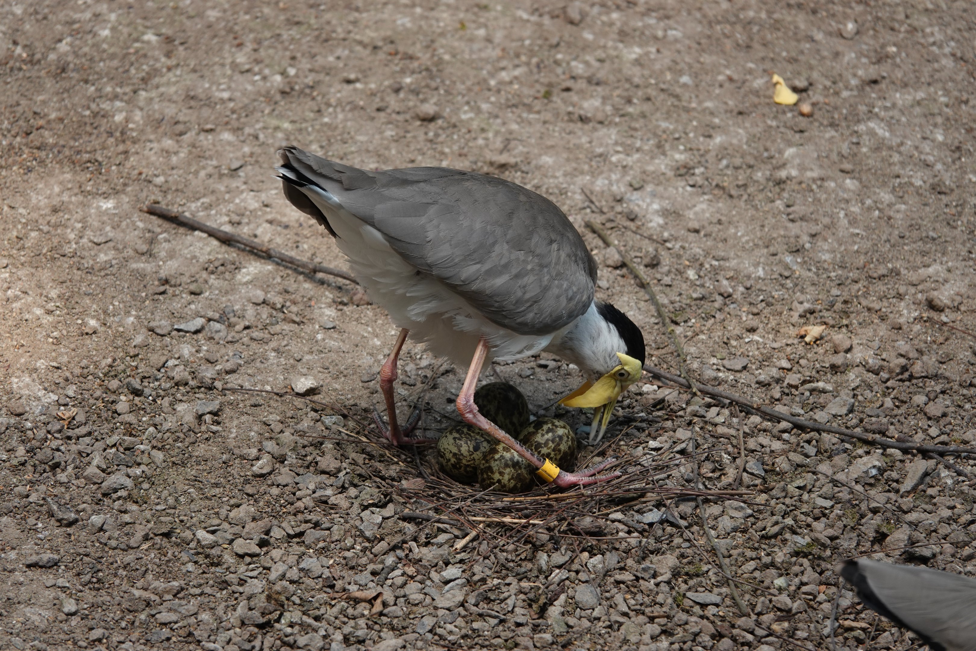 Masked lapwing nest