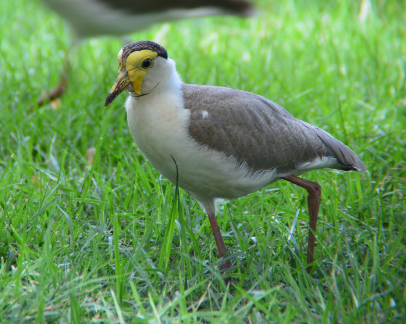Masked lapwing.  Northern race.