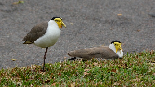 Masked lapwing   (Race miles)