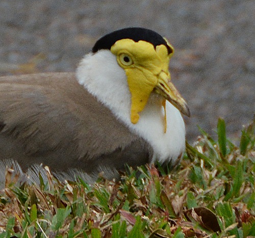 Masked lapwing  (Race miles)