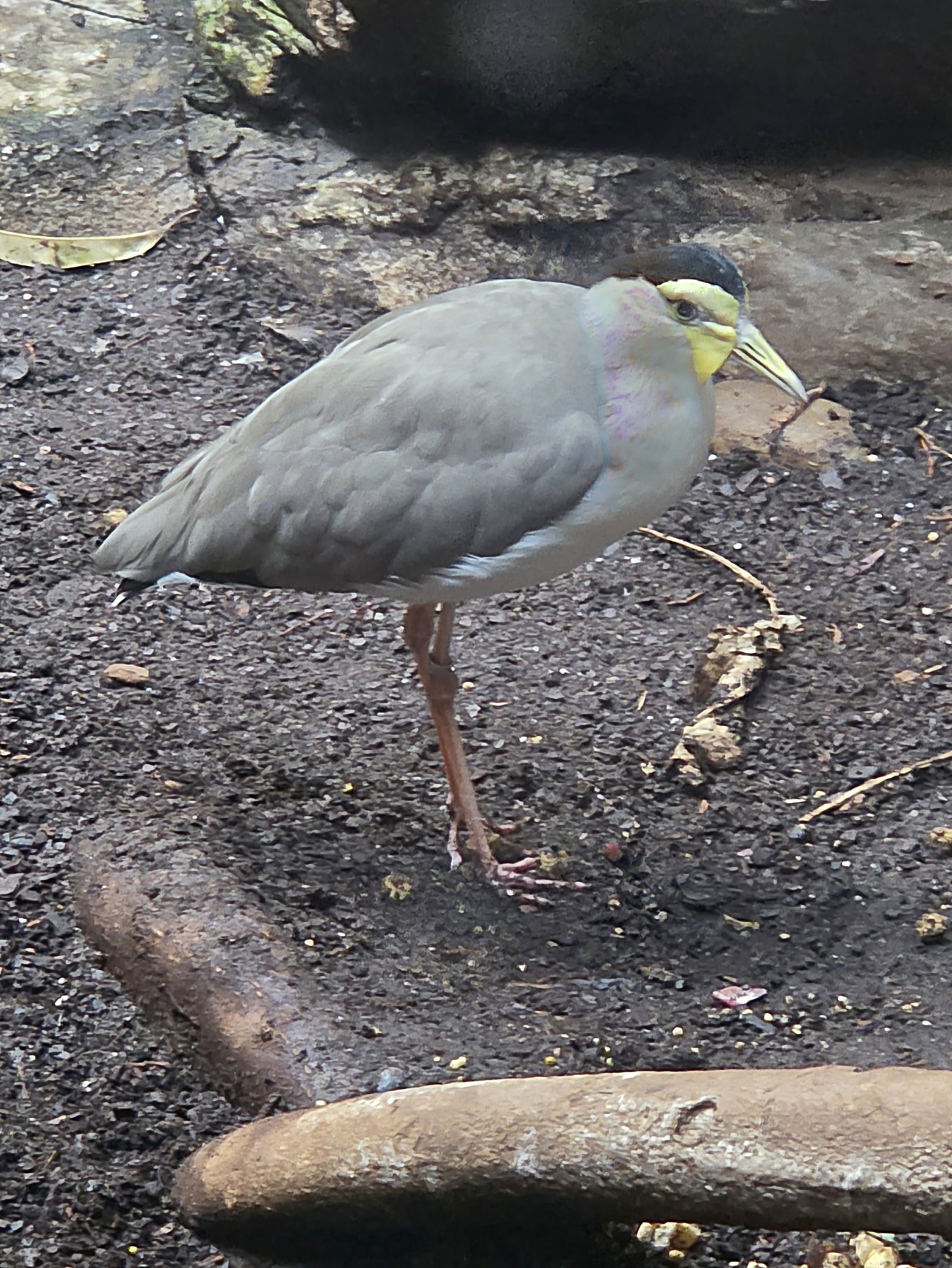 Masked Lapwing - Riverbanks Zoo