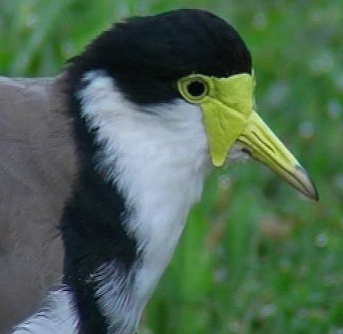 Masked lapwing.  Southern morph.